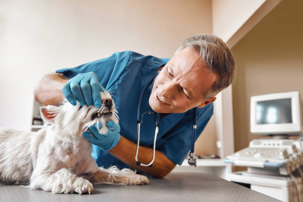 Best Pediatric Emergency Dentist in Ferndale, WA